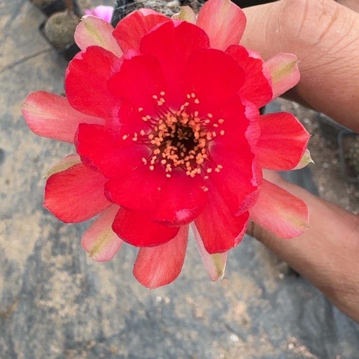 240丽花根掰花脱土发货软，20包邮