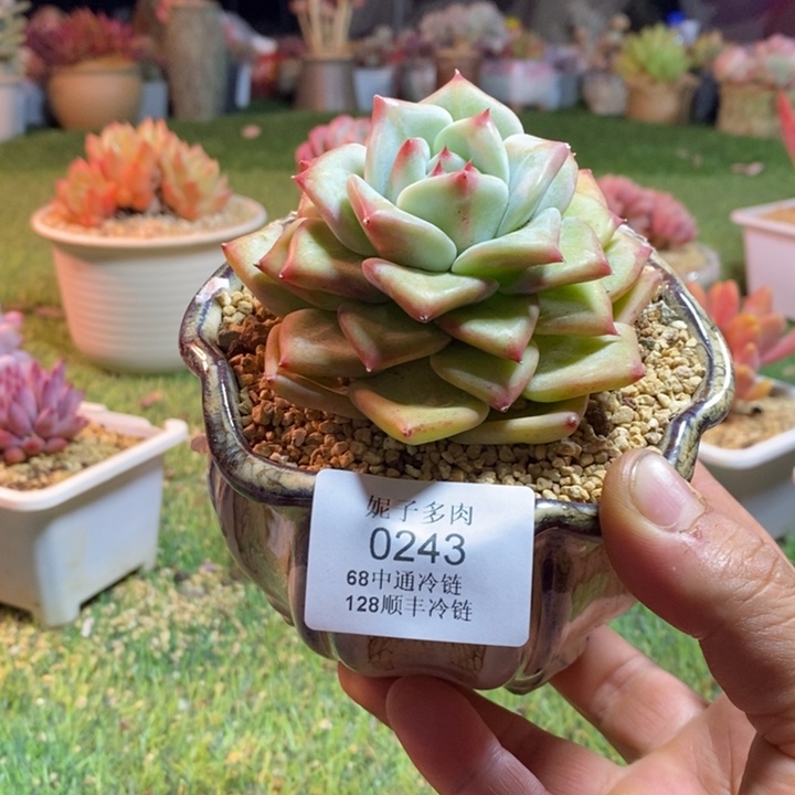 0243啊啊啊啊啊啊啊啊啊啊啊