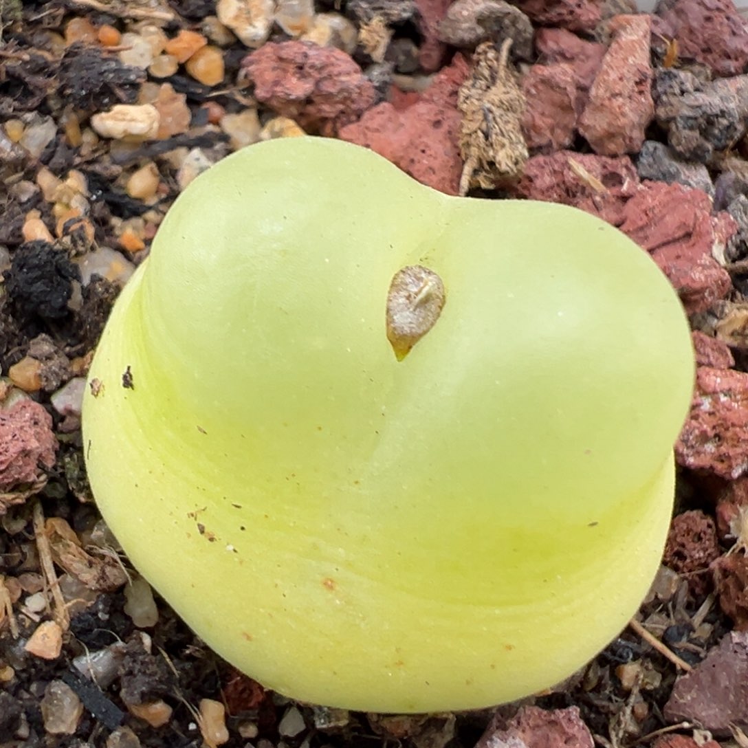 2.7好看的多肉864