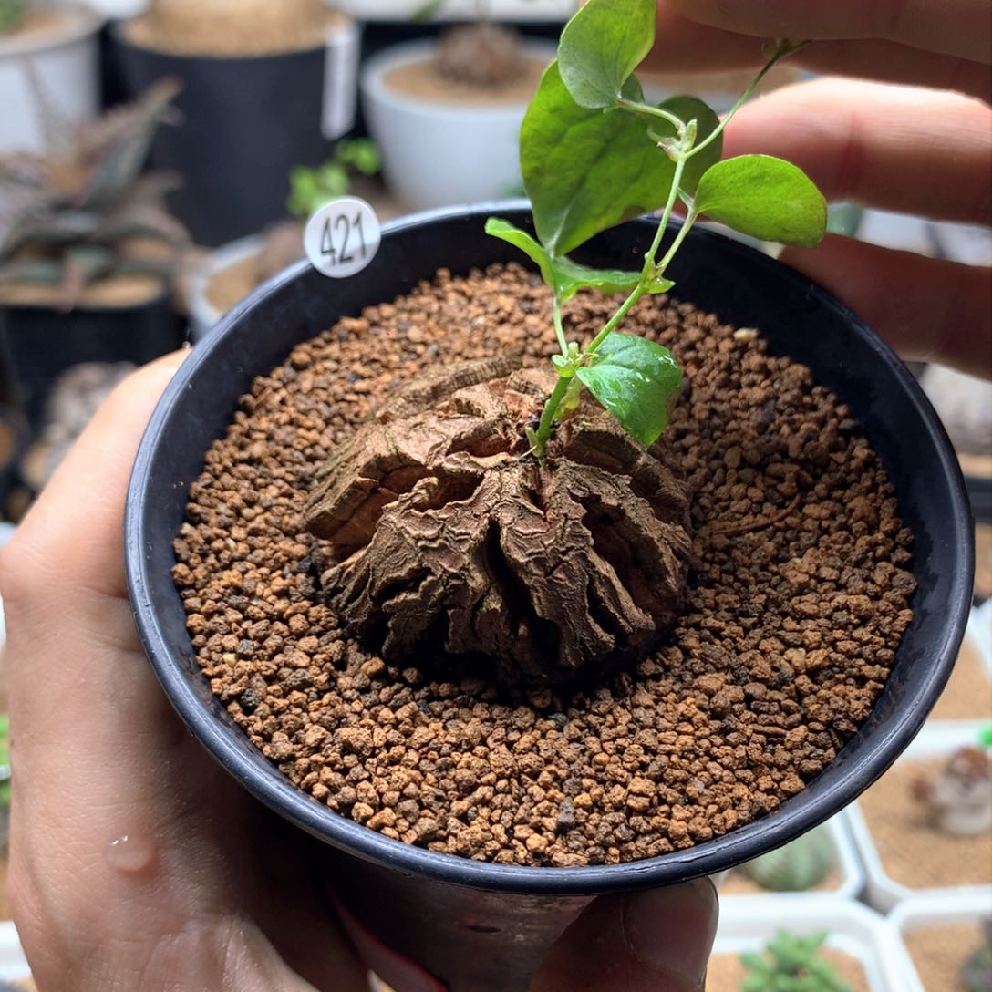 南非龟甲龙带盆发货4.2