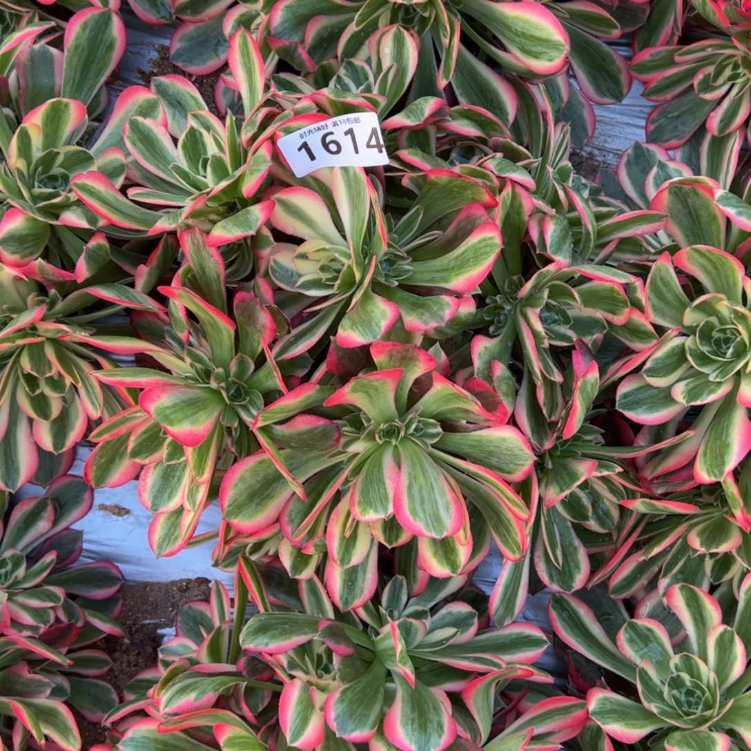 1614妖月多肉植物