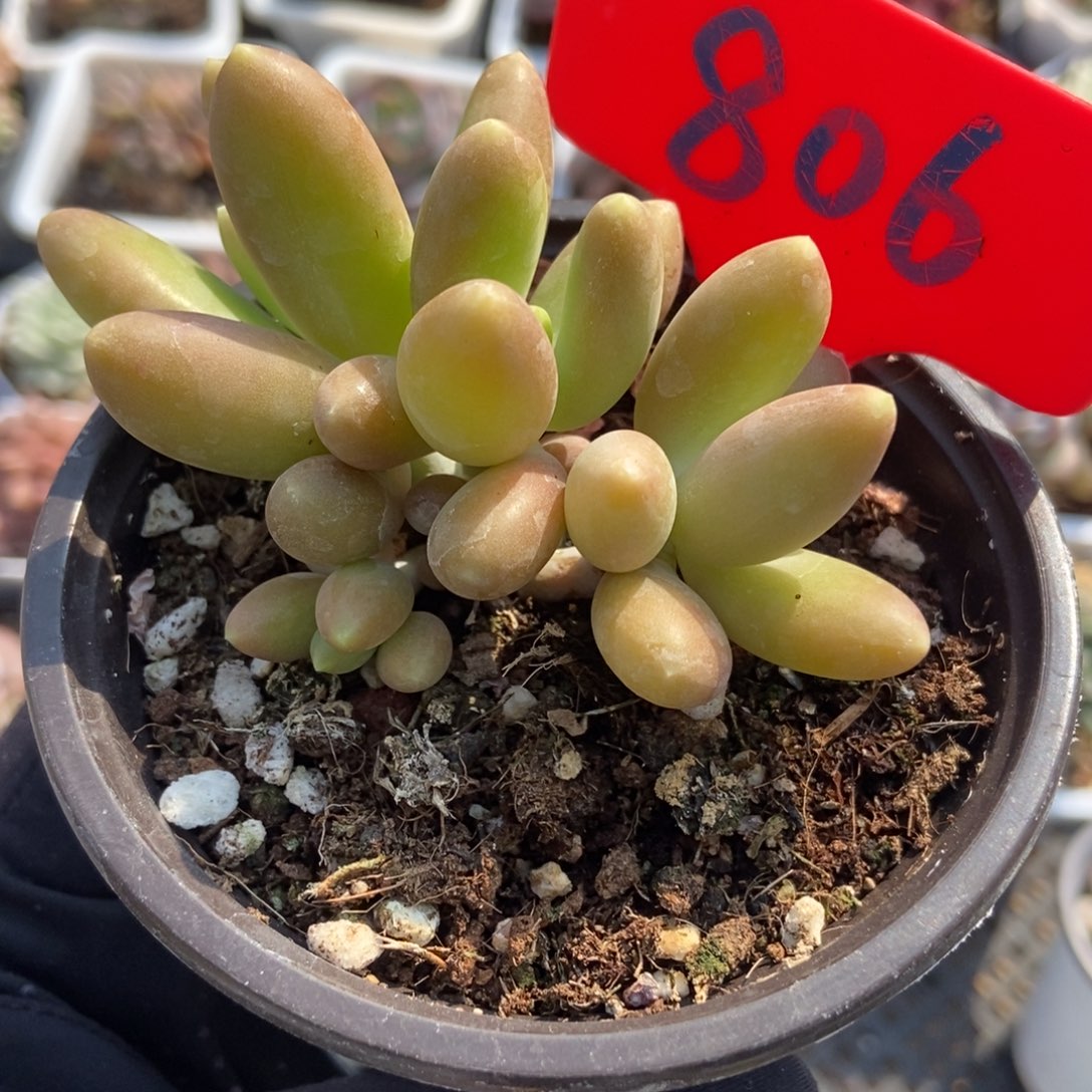 806芒果奶多肉植物保护