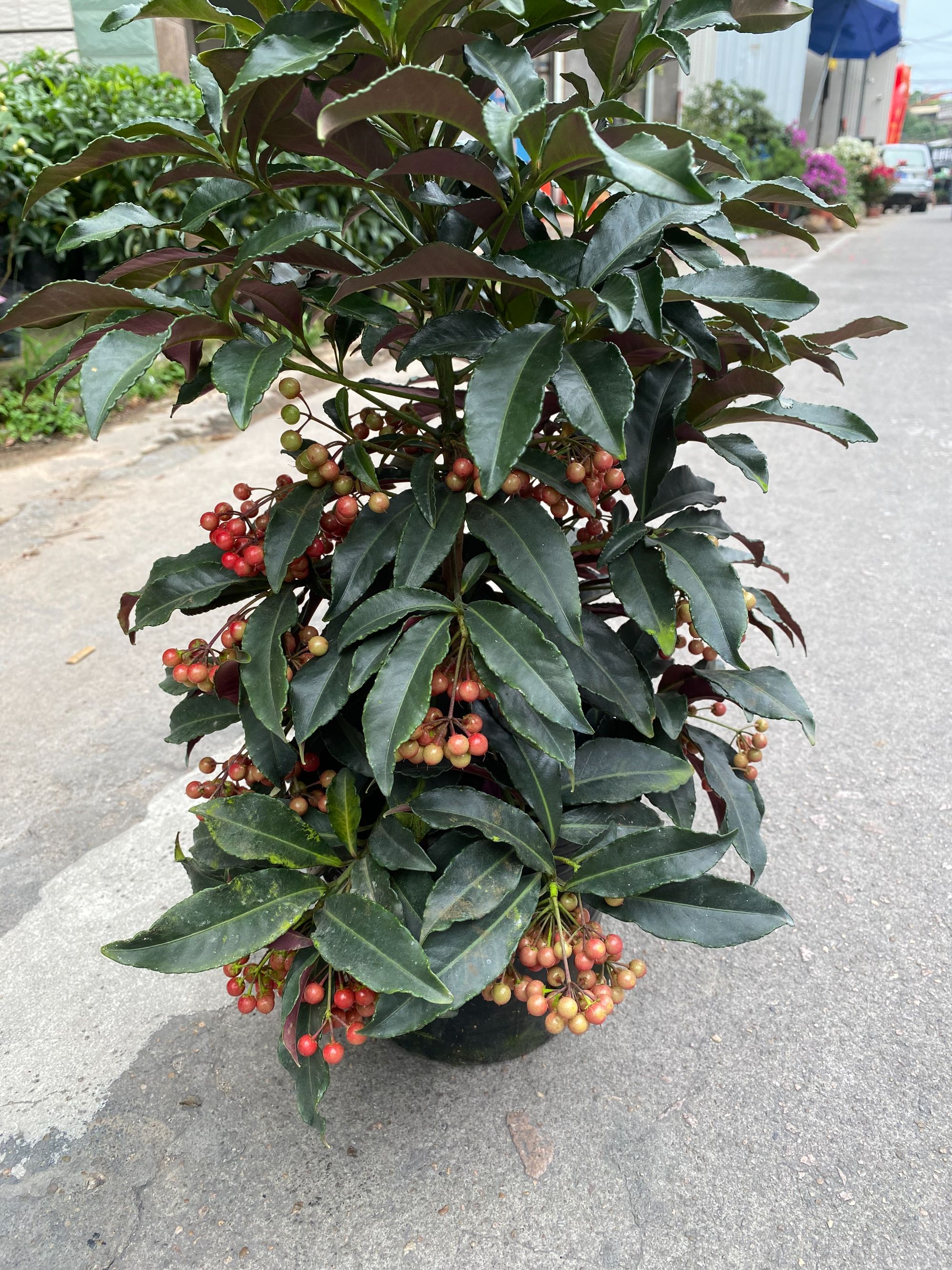 富贵籽带果黄金万两盆栽万两金玉满堂喜庆红果花卉室内绿植