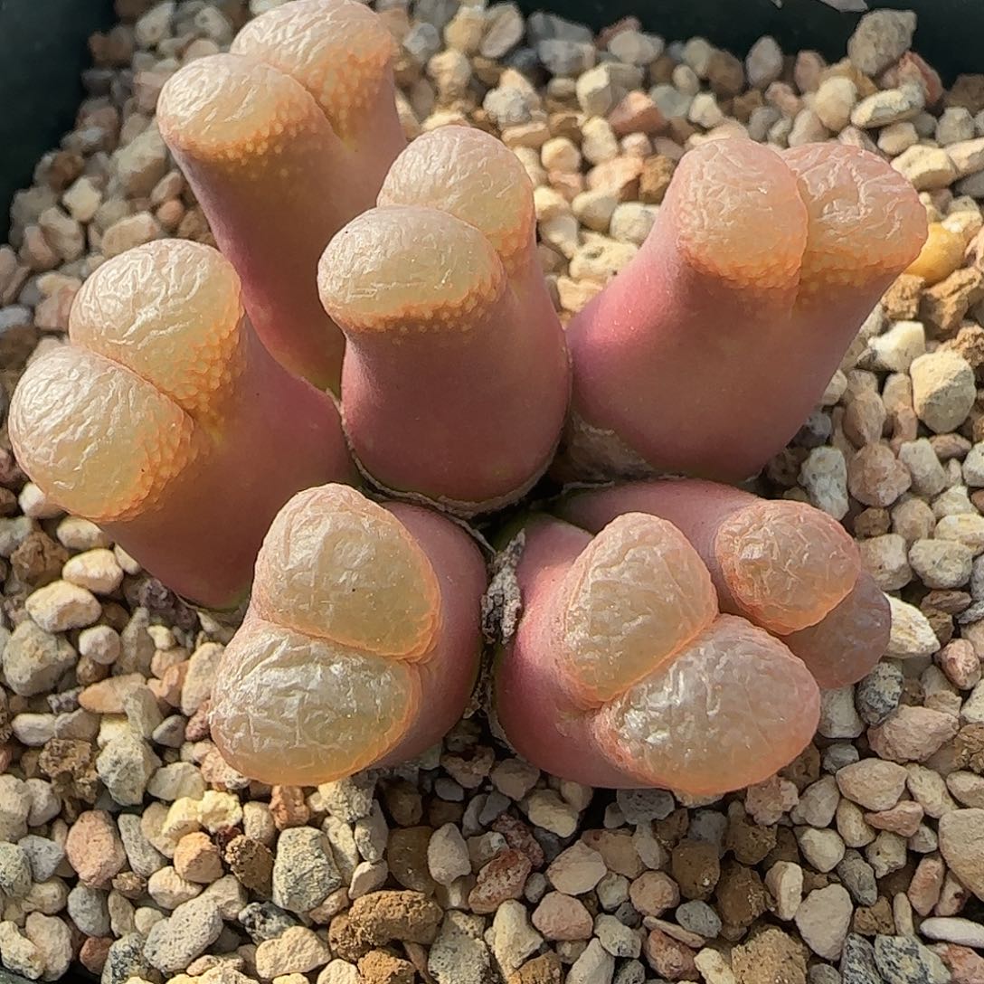 多肉植物绝美风铃母本特93号