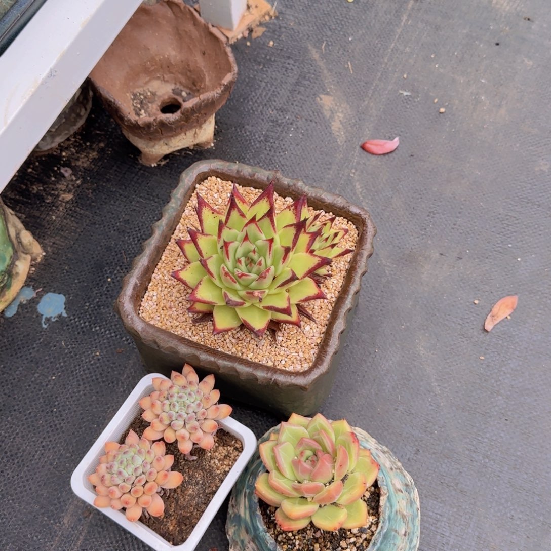 安之若素的可乐发货