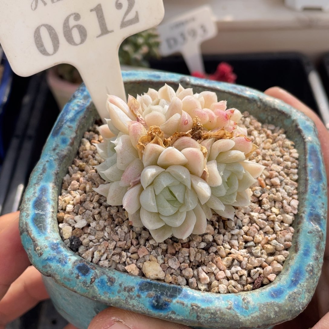 0612白月影不带盆5厘米