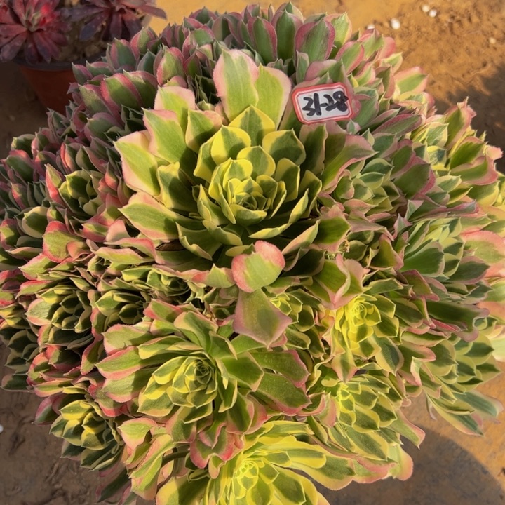 白凤多肉植物31-28