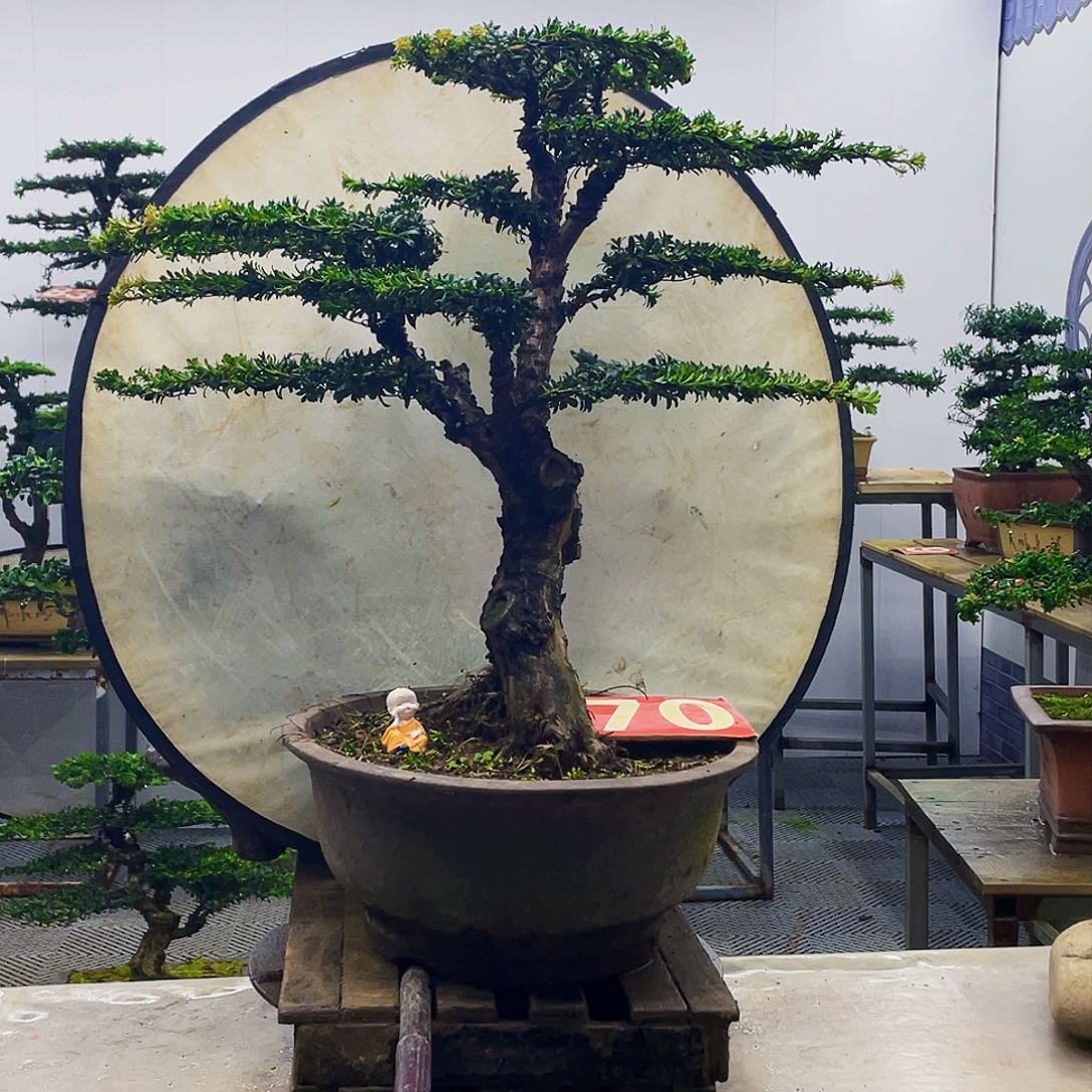 无花朵罗汉松红芽