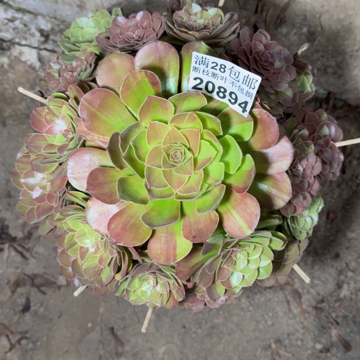 20894南花月夜多肉植物