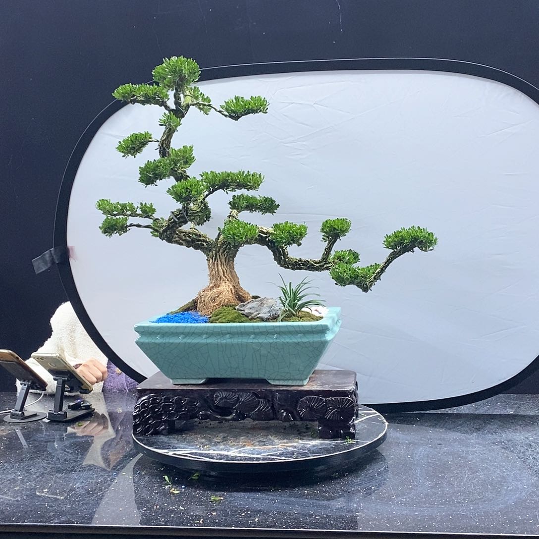 无花朵黄杨盆景艺术