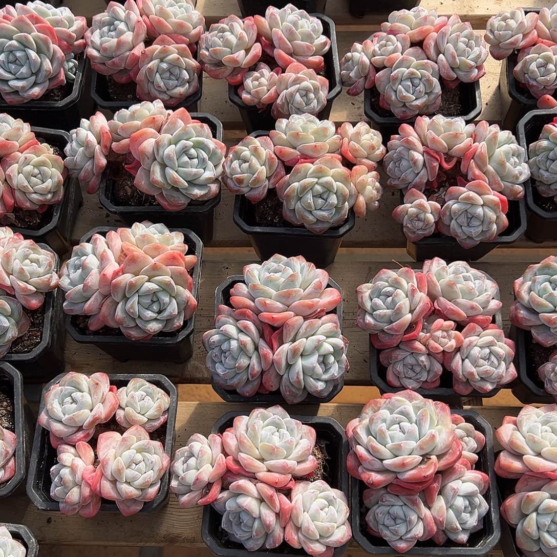 2颗，可挑哈哈哈哈过