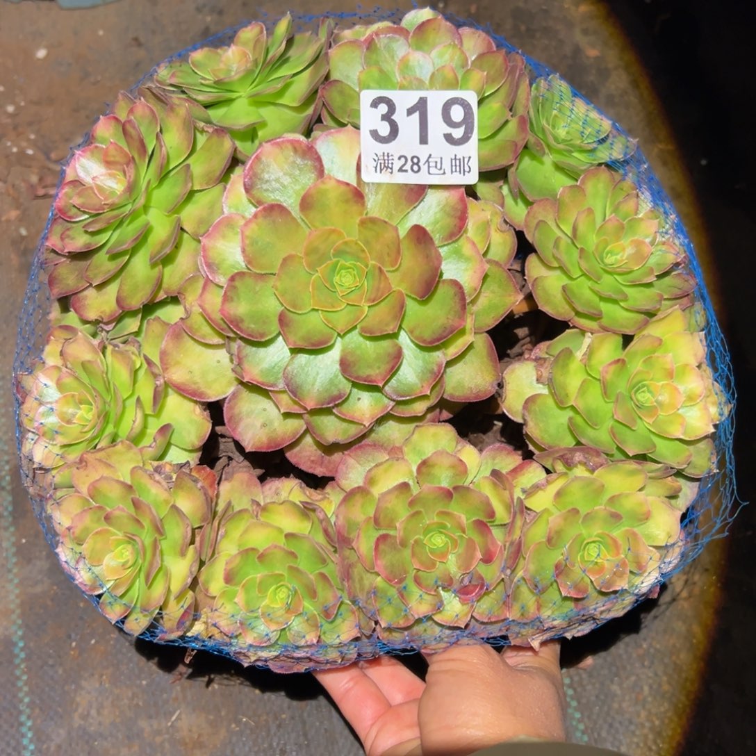 多肉植物319雨河的