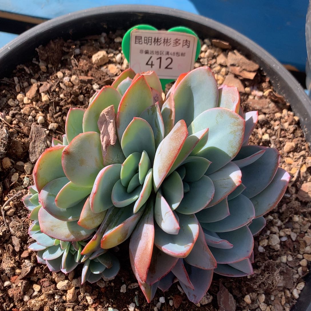 布鲁蓝缀化无砍412