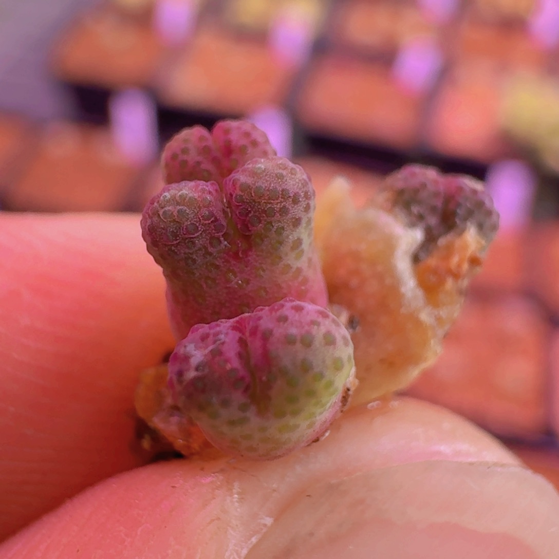 云缦新年优惠5.15草莓