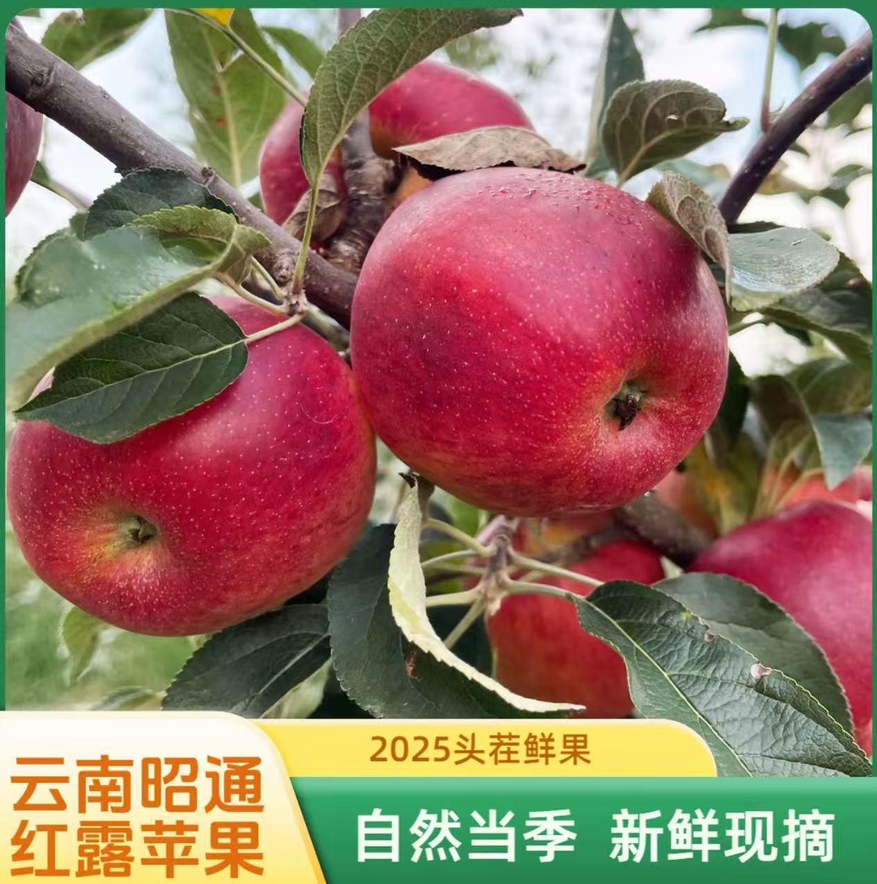 2025云南昭通红露苹果新鲜采摘脆甜多汁