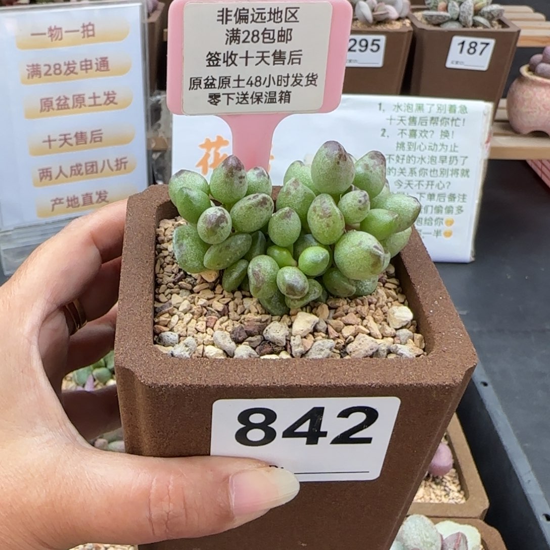 A***a842鼓槌多肉的植物