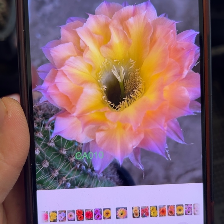 无花朵无根侧芽歪ca010