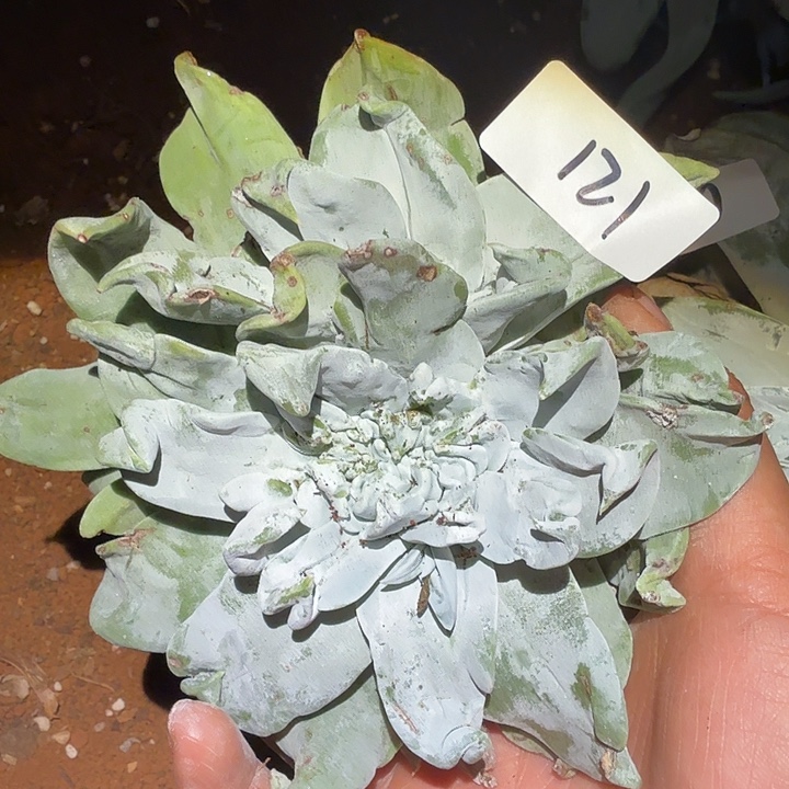 3代杂交仙女杯多肉福利瑕疵