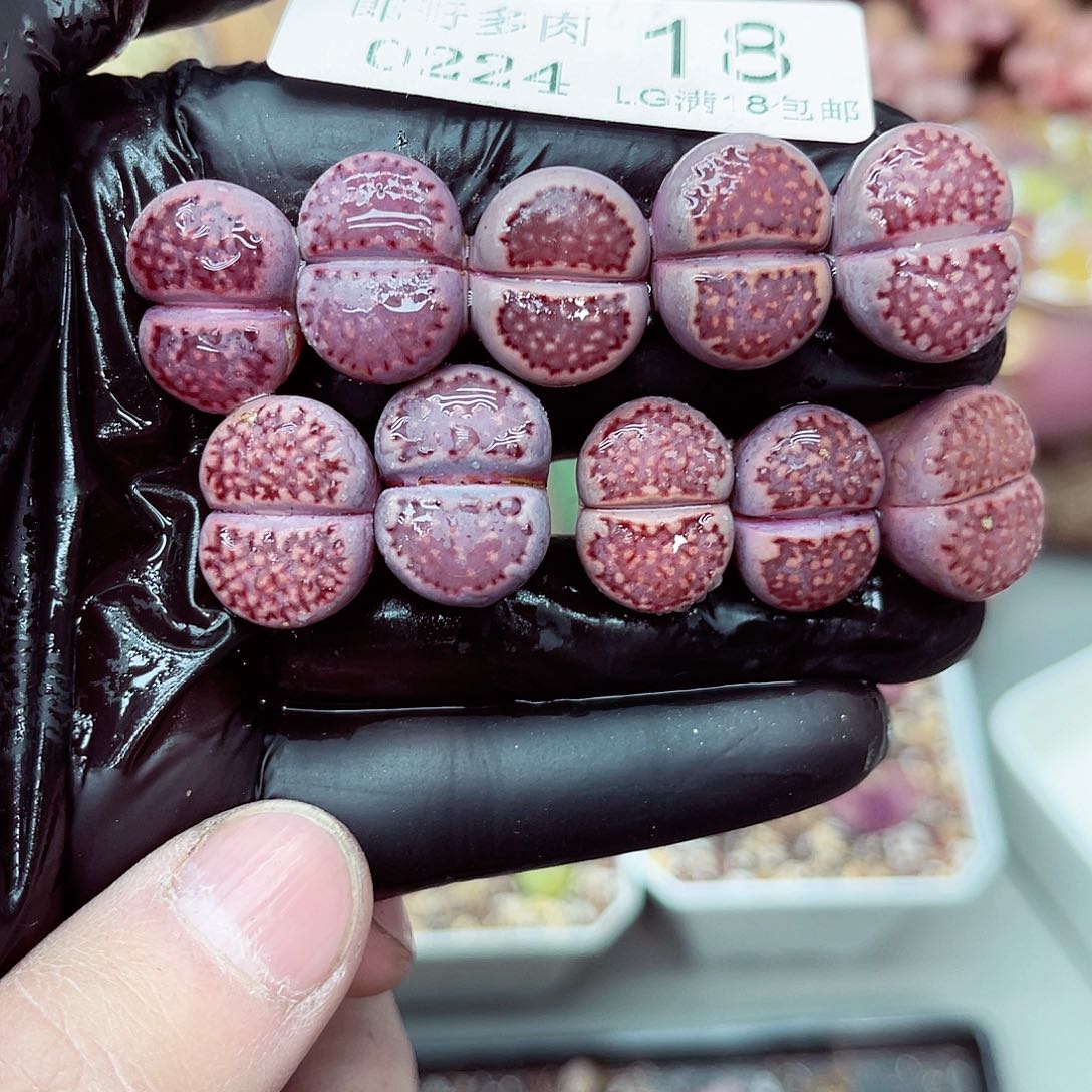 郎哥多肉生石花24-18