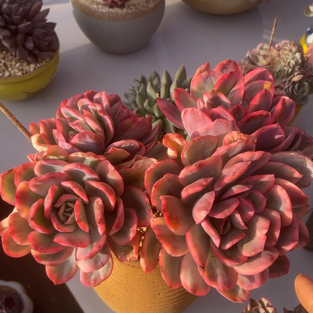 绮罗锦多肉多肉多肉多肉