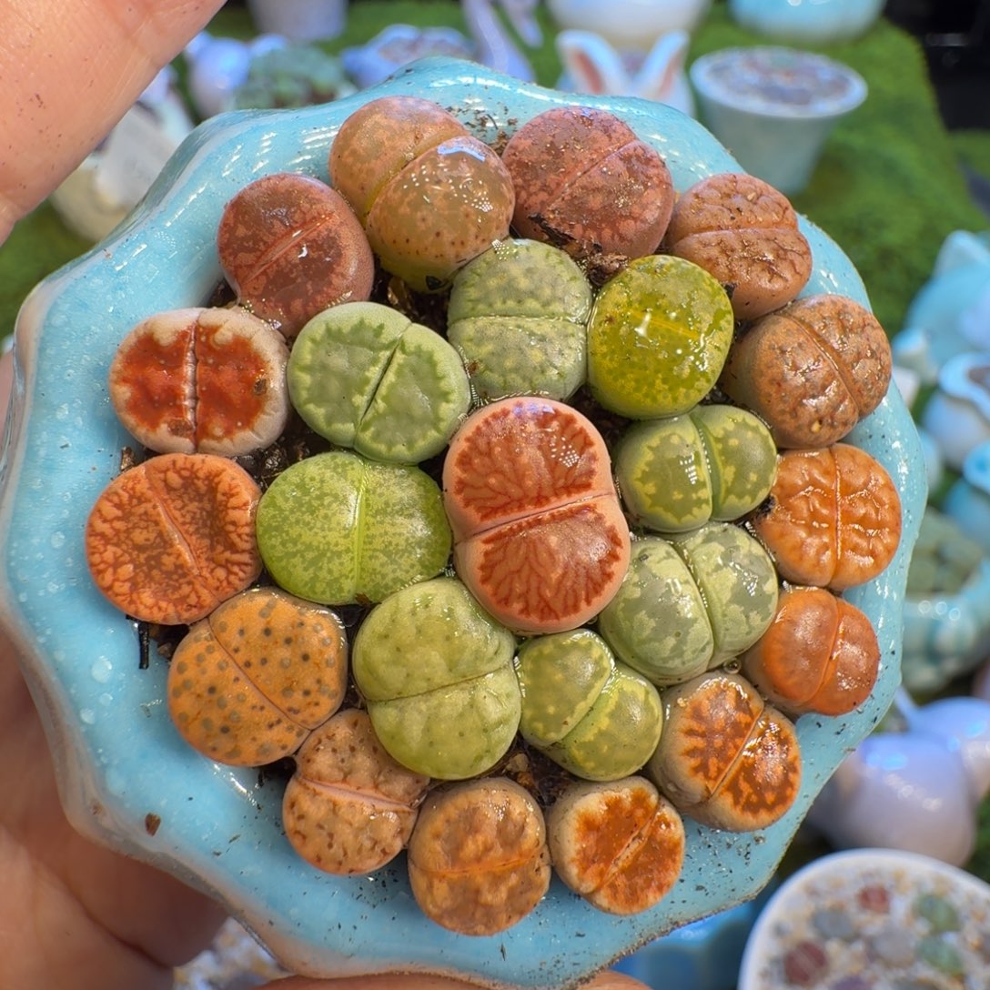 马***丁多肉植物福利冲1209