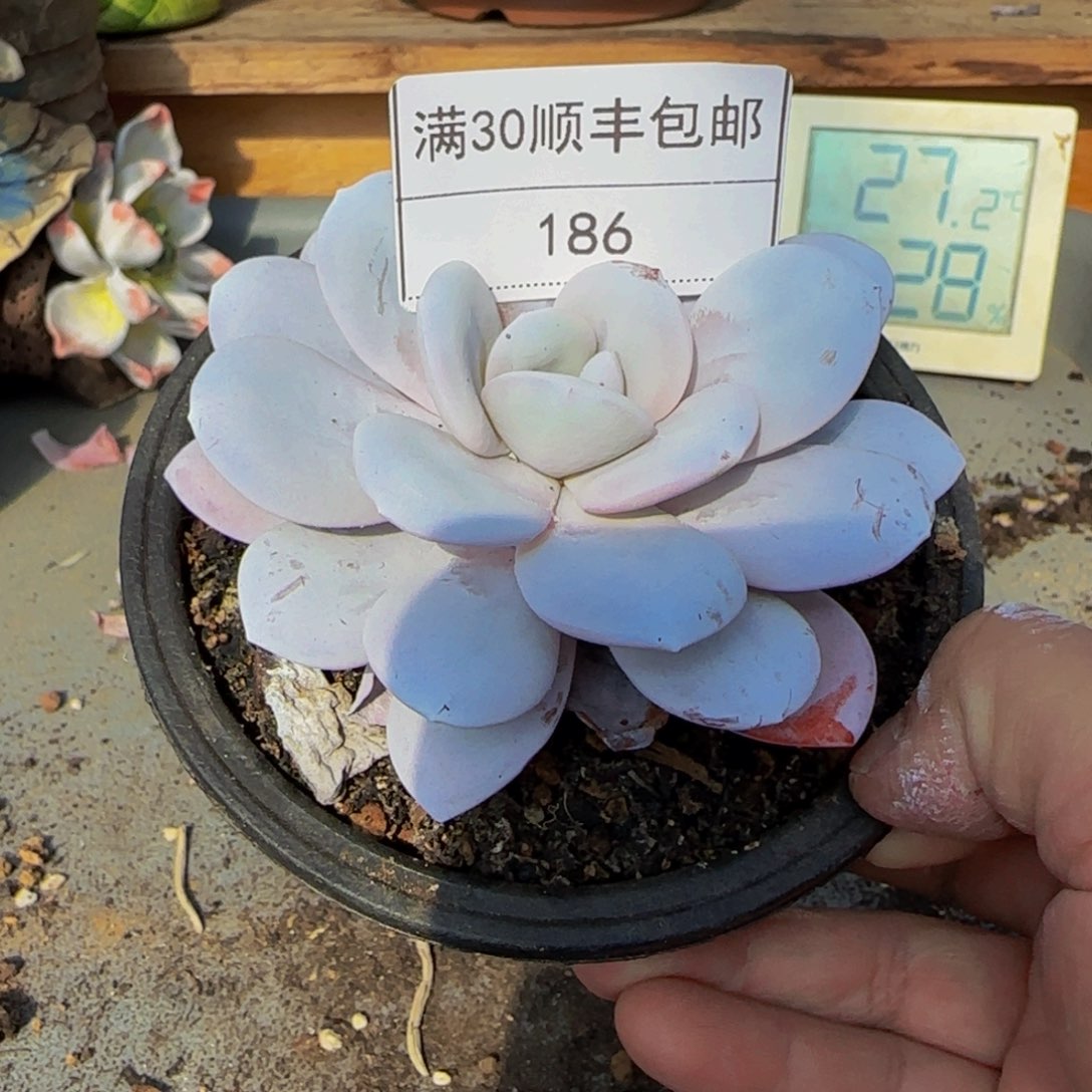 186雪莲多肉单头10cm