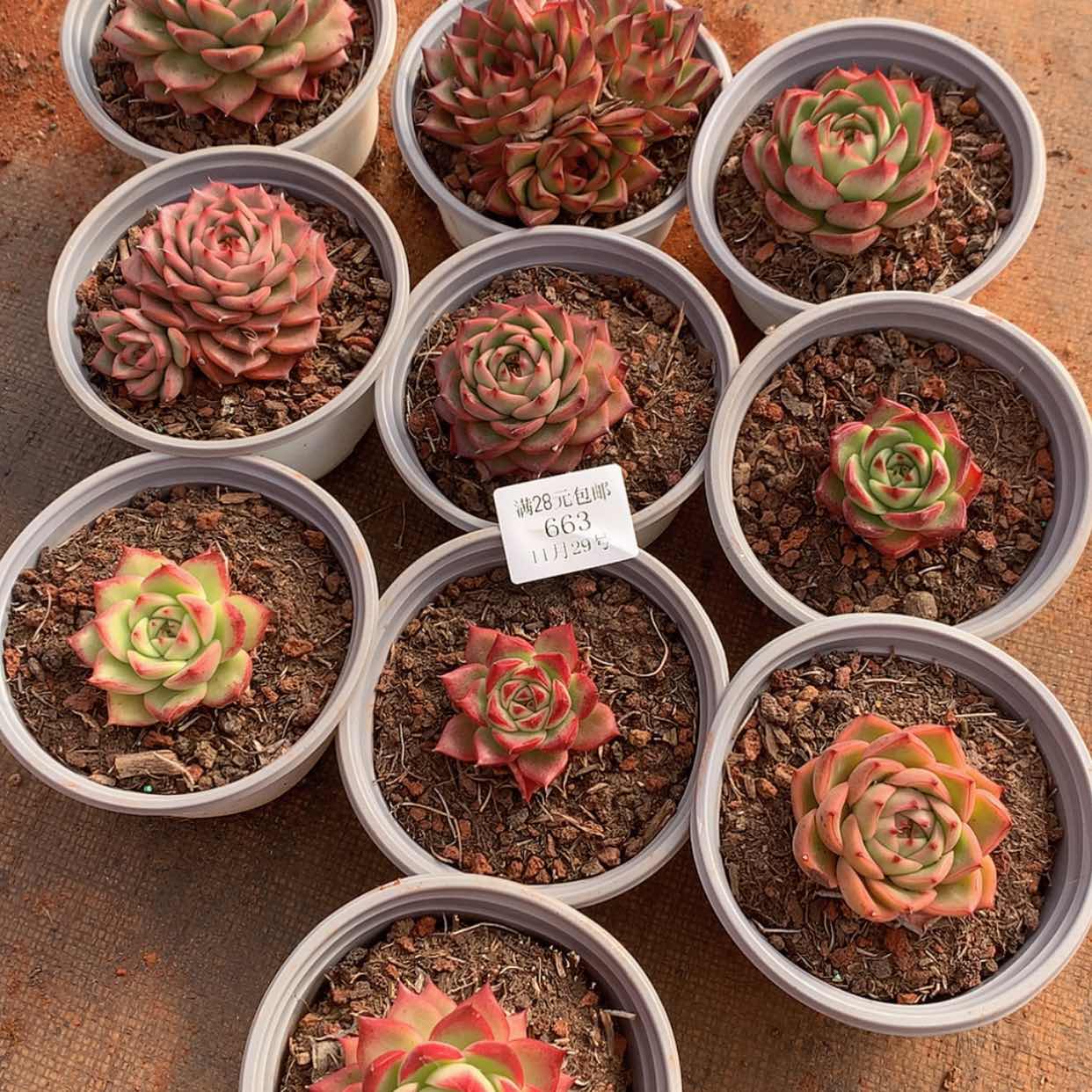 【闪购商品】云663号