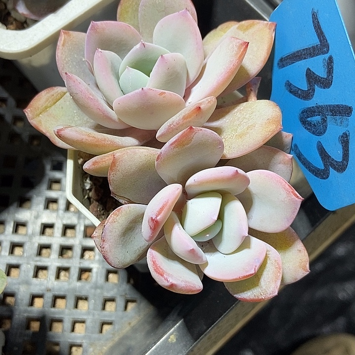 易***仙多肉植物韩版奶茶7363