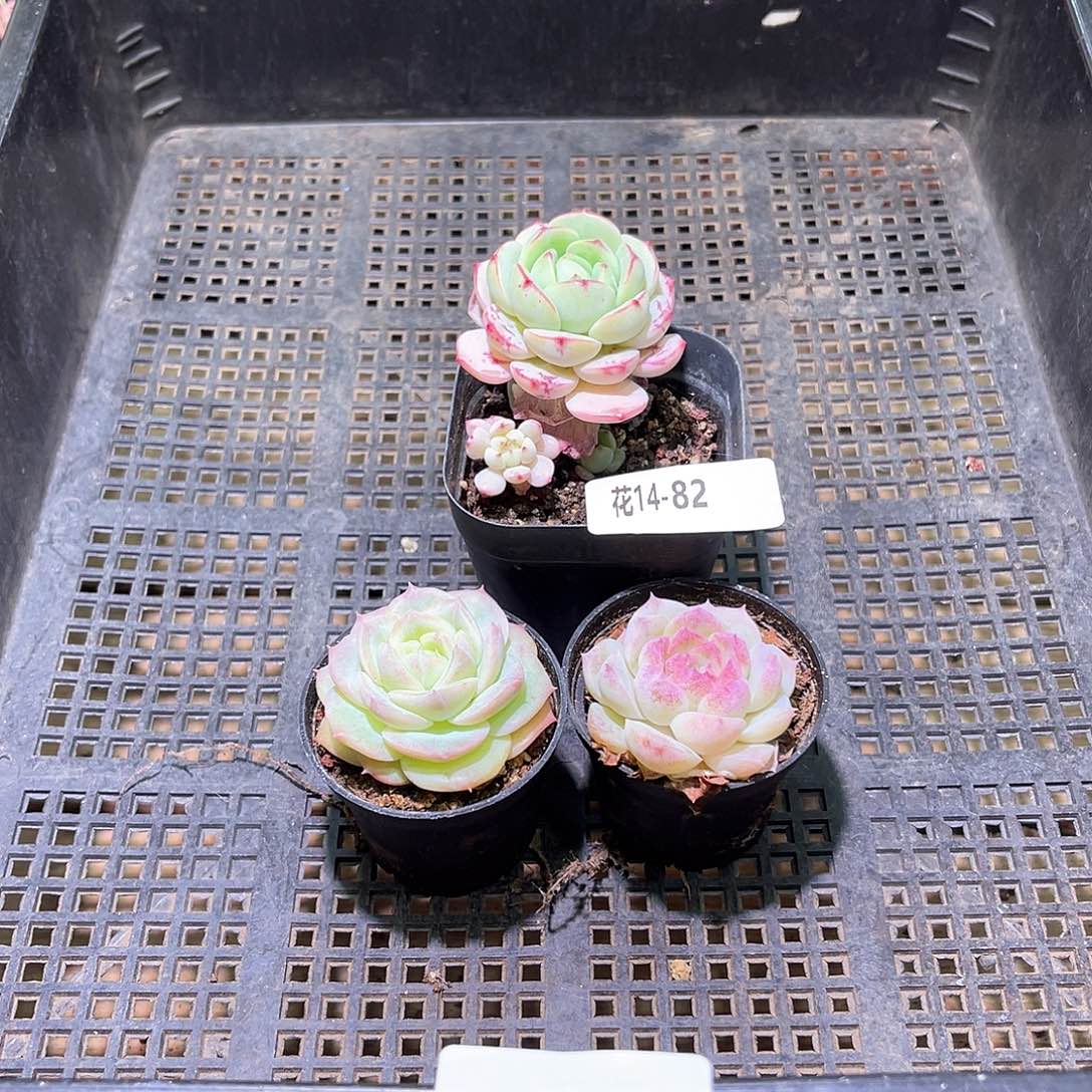 花利美14-82框拍3颗