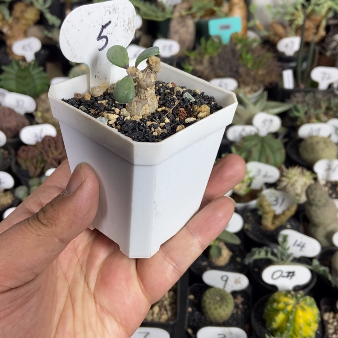 恩特美后盾菊一个