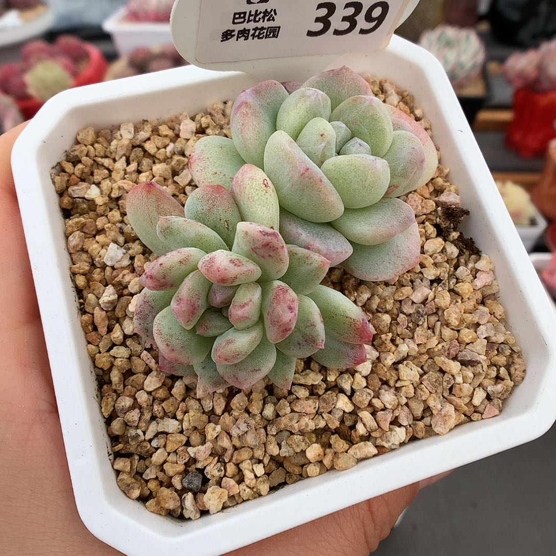 339双头 冰玉石化多肉植物