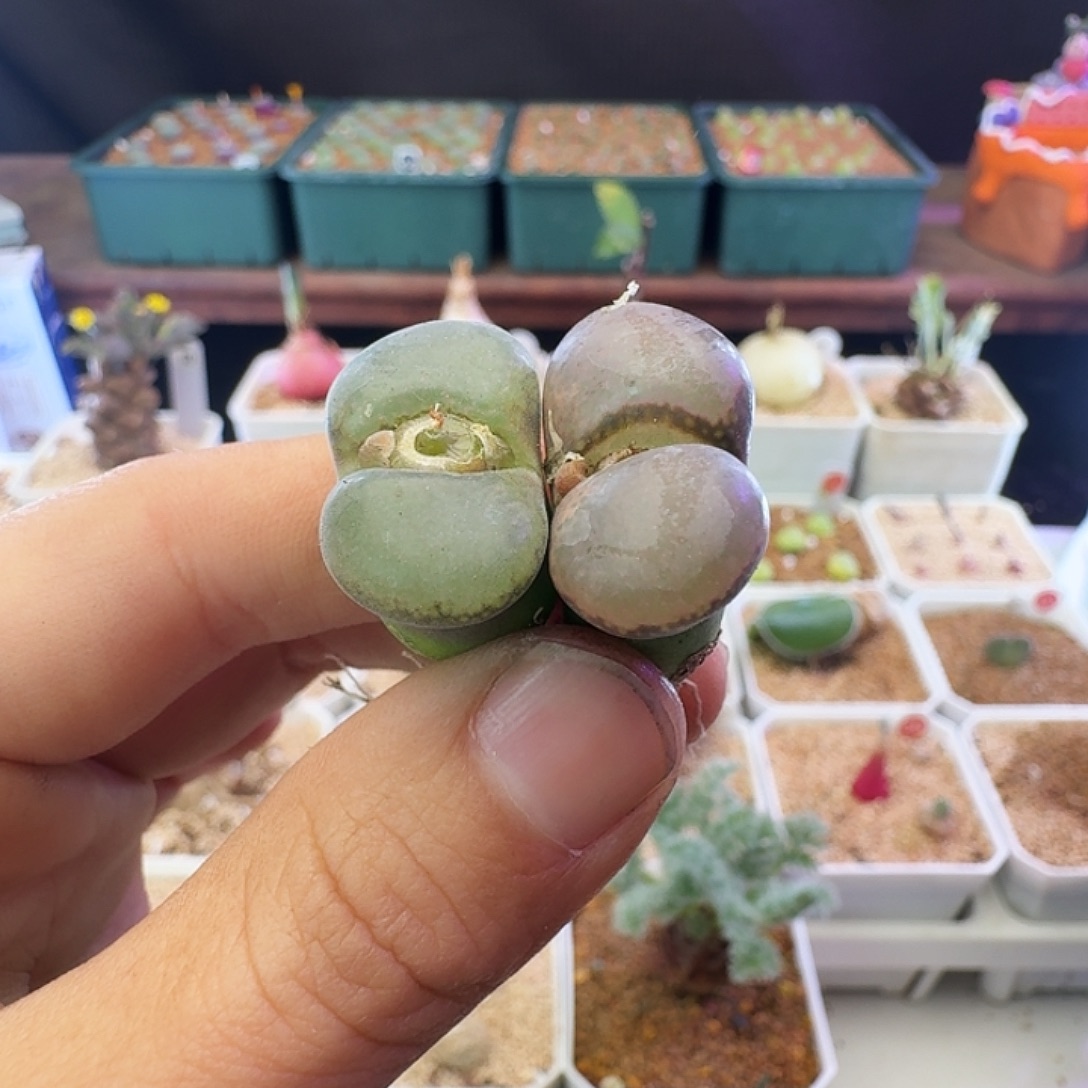 多肉植物福利宽翻窗选拔紫罗兰196