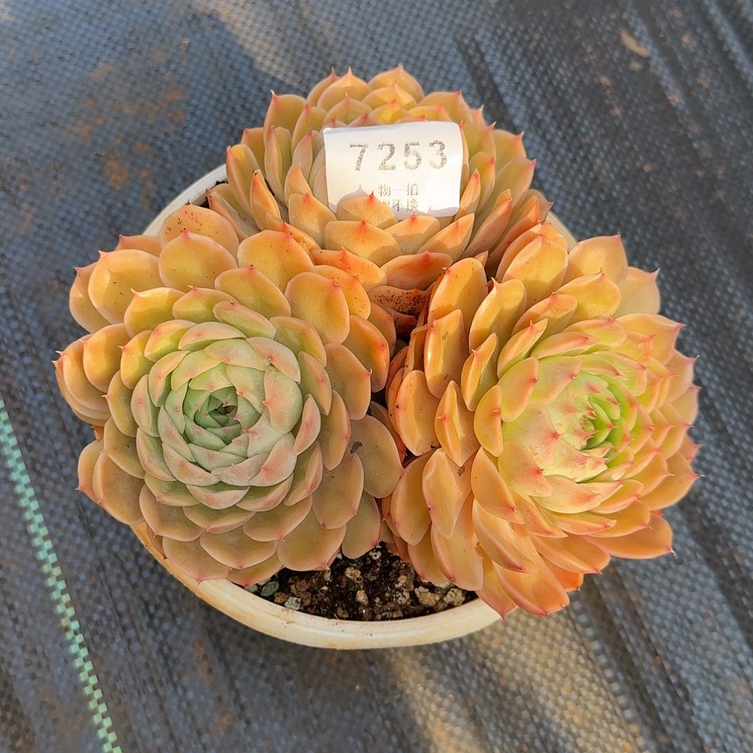 吴***7253号昂斯洛多肉