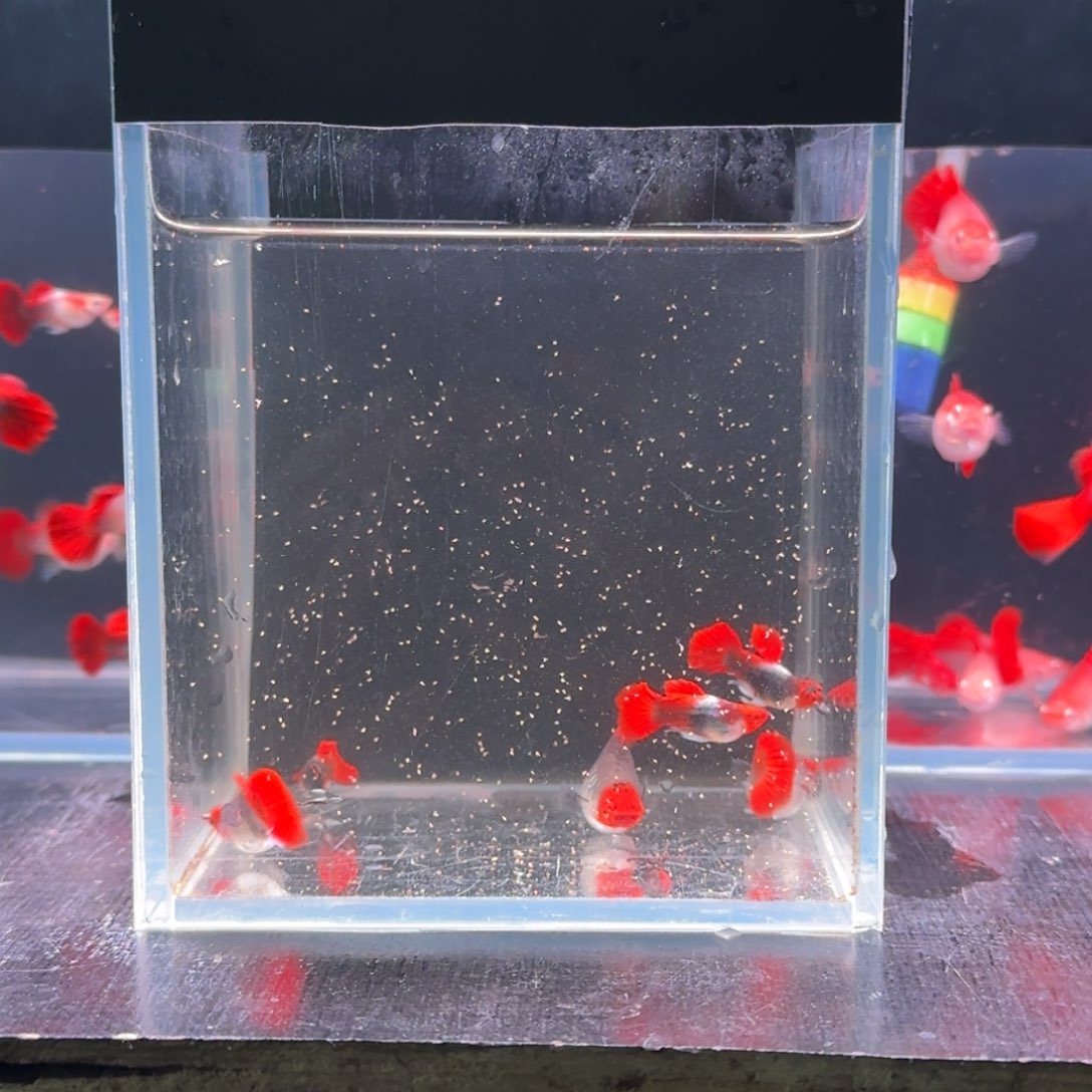 孔雀鱼J***黍深海3对