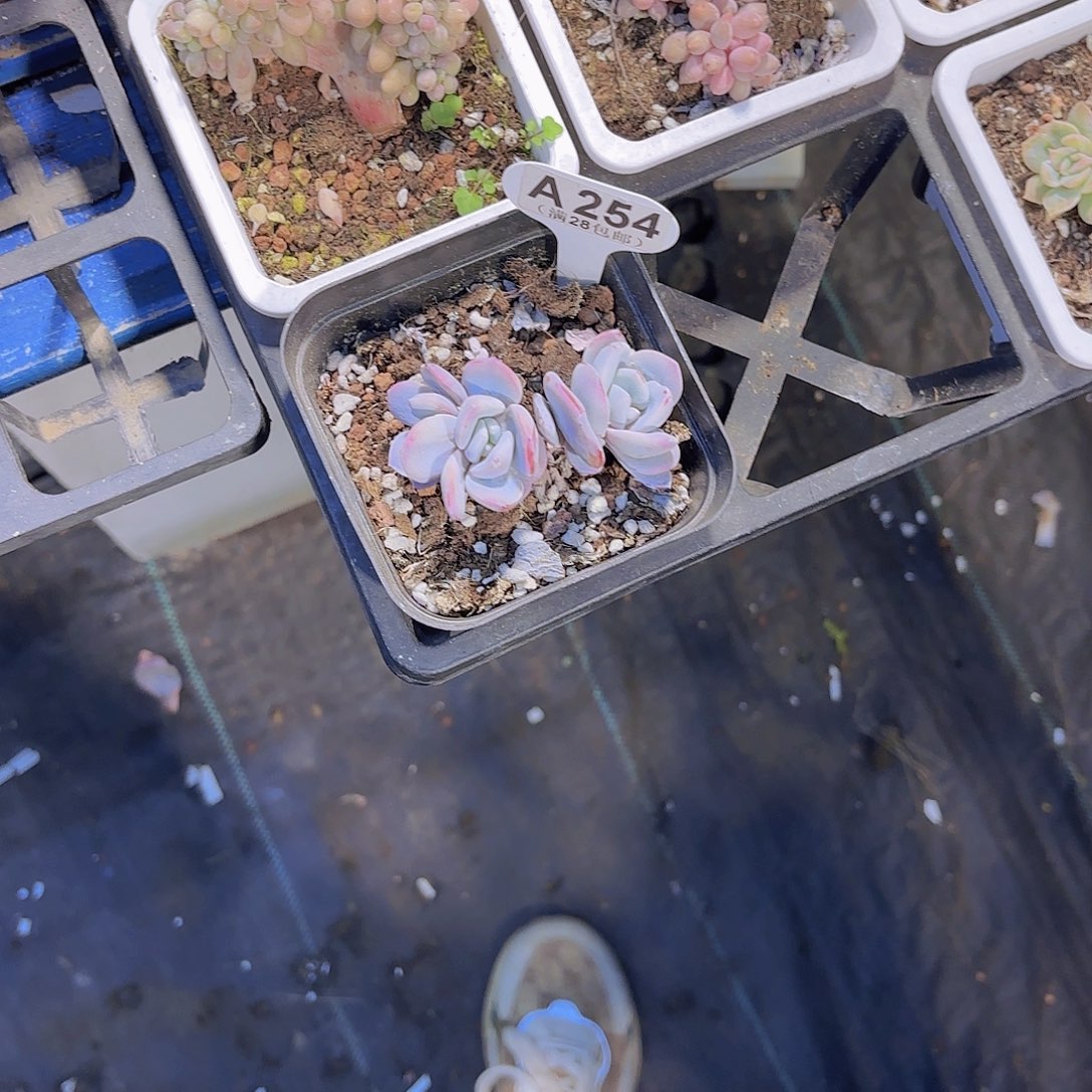 ****A254奶茶一物一拍