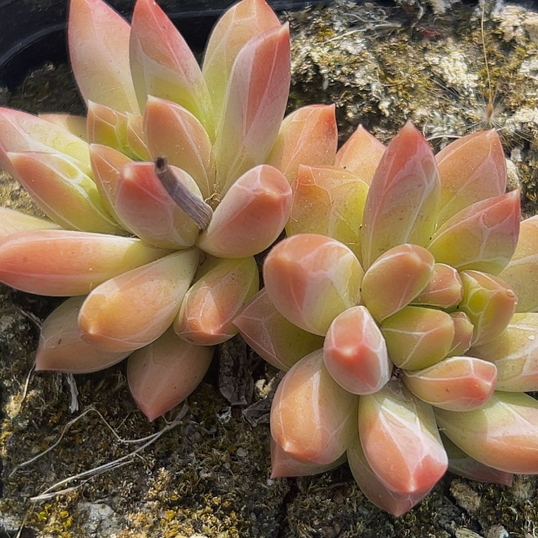 桔云多肉精品美人系列