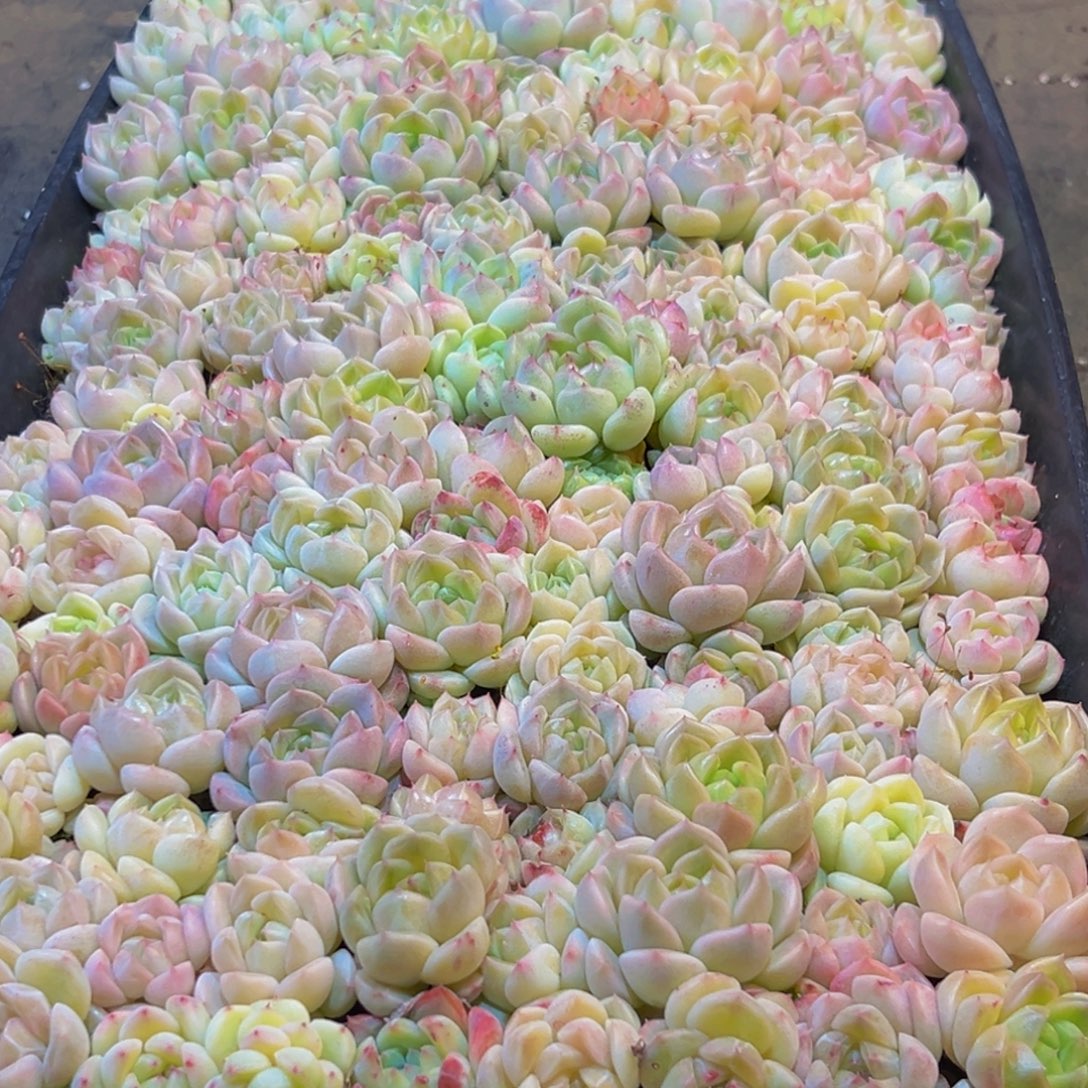 小***y991多肉葡萄的味道是真的很