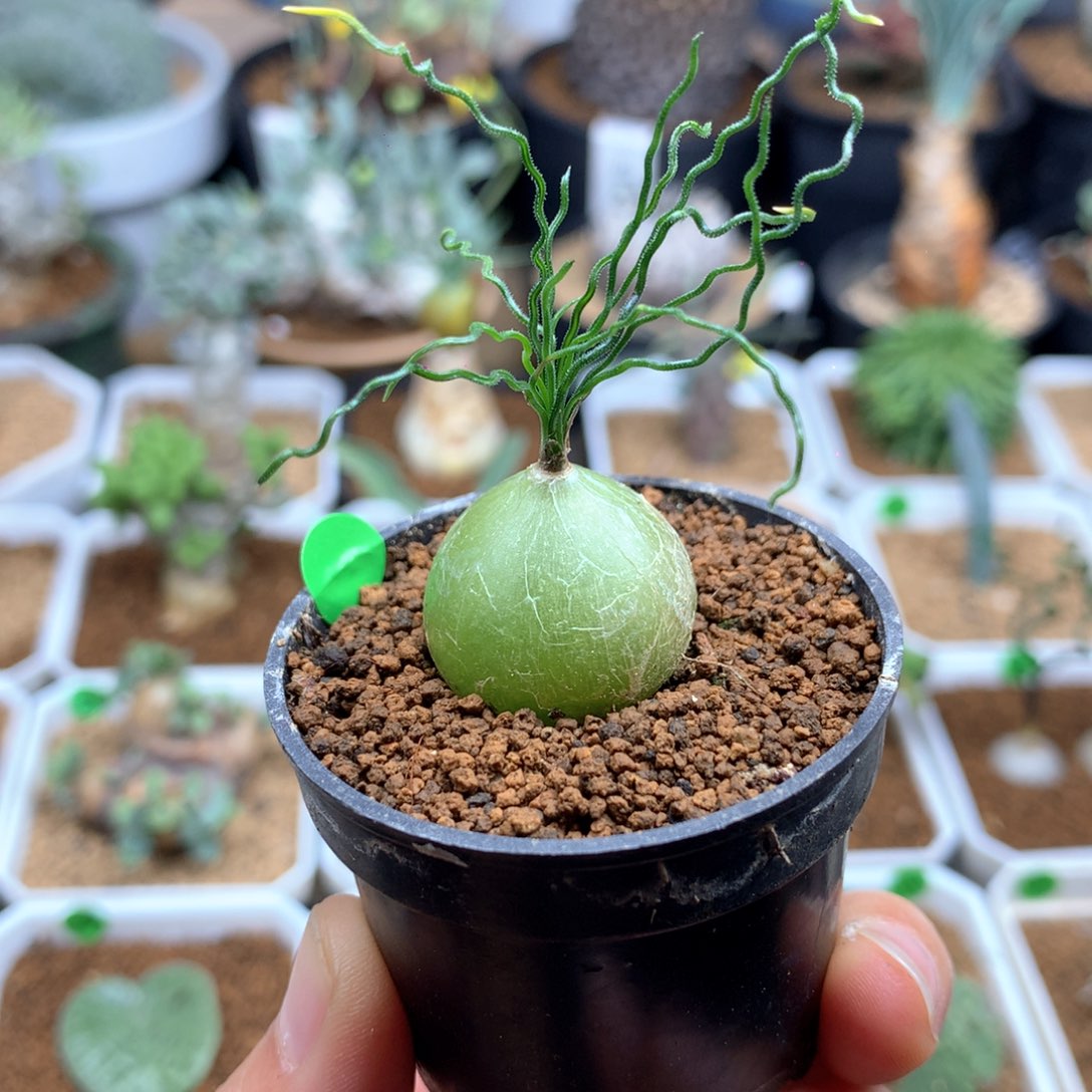 泰迪海葱带盆多肉