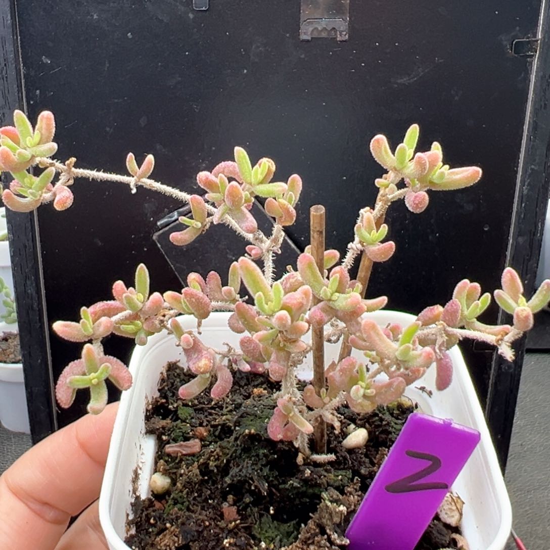 2号红宝石锦一物一拍