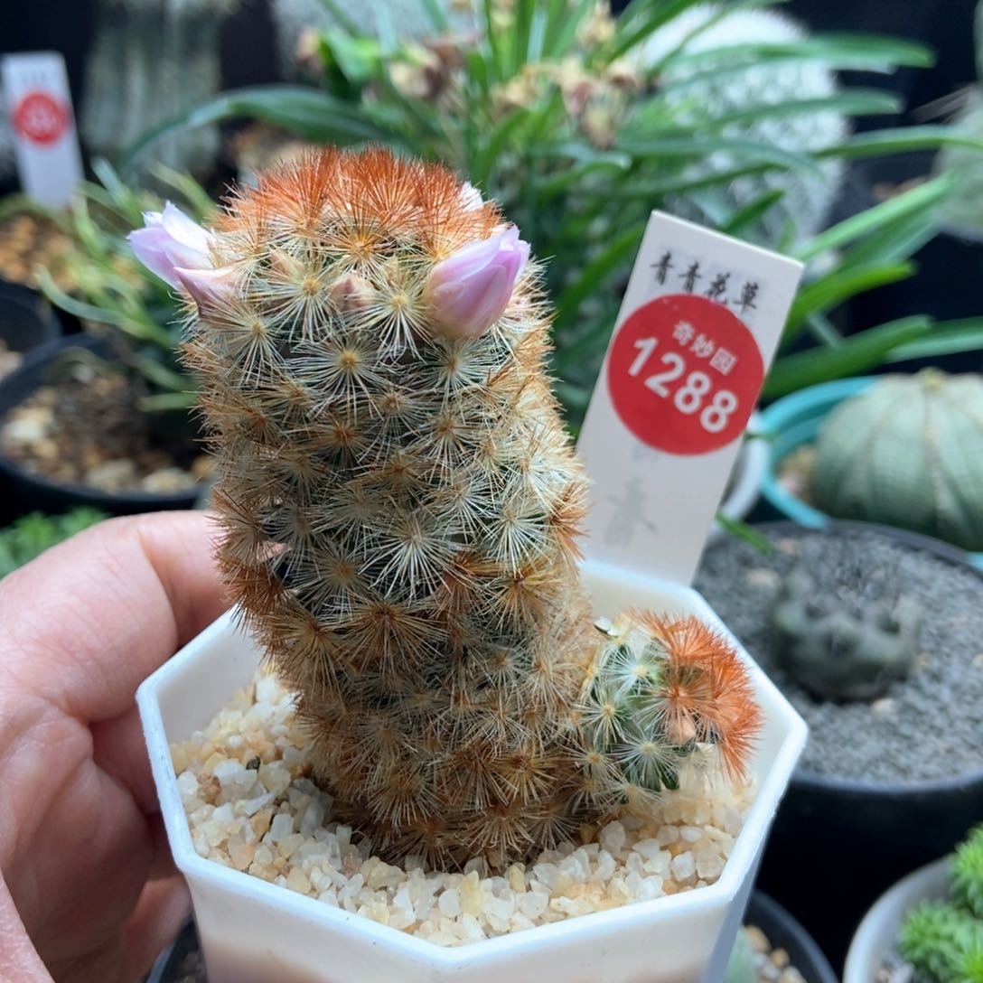 佛头嘉文丸双头一棵