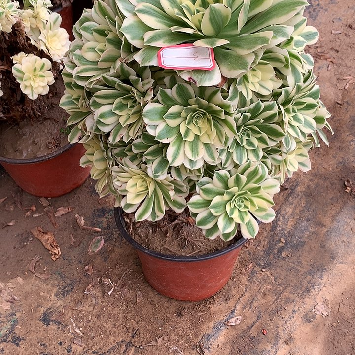 多肉植物买吧合6号