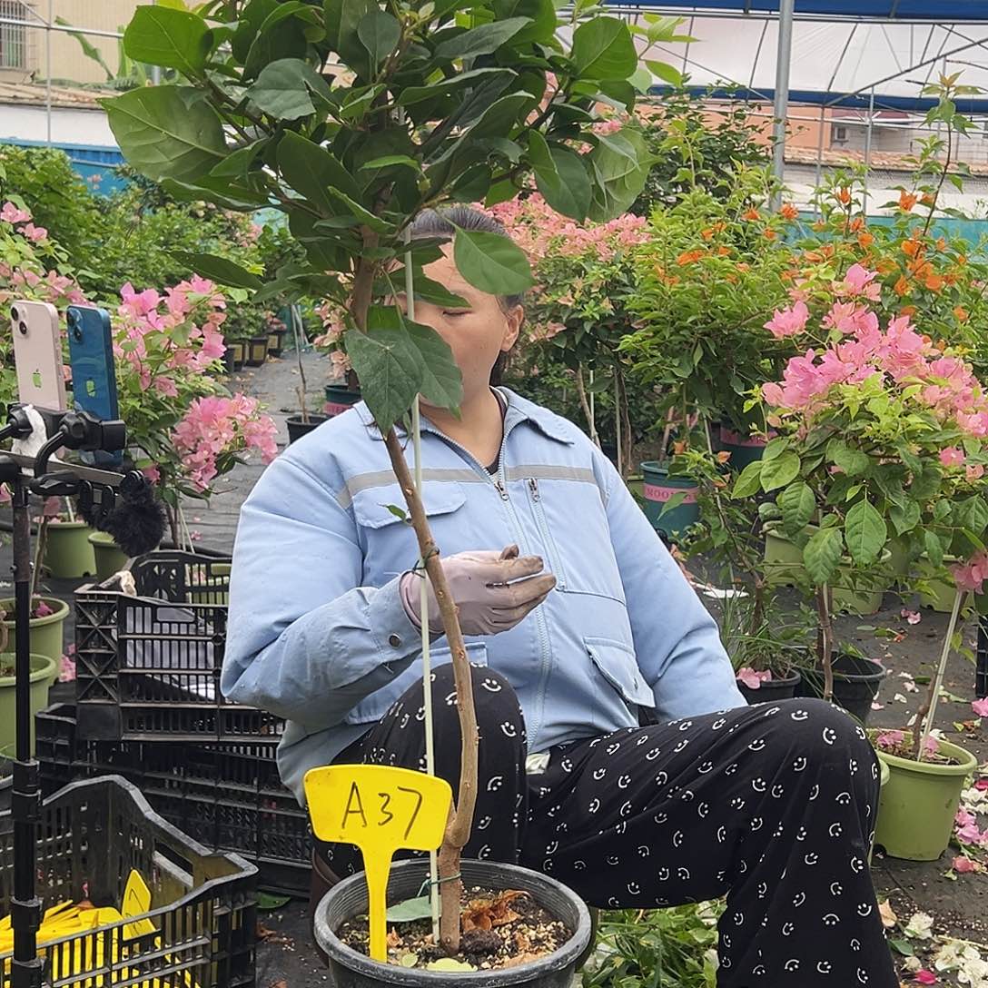婲***舞大部分开放少量花苞A37变色龙