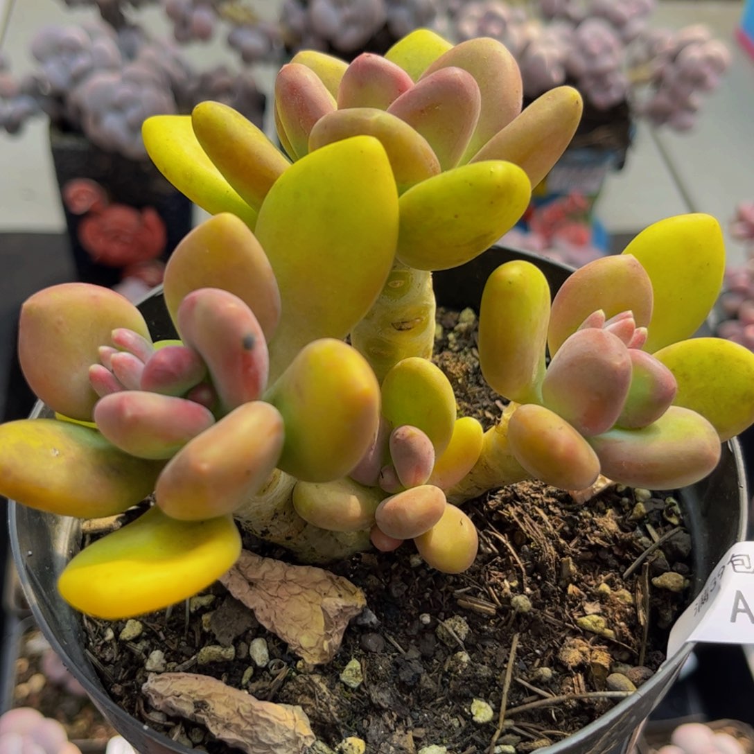 027/10cm芒果奶多肉植物