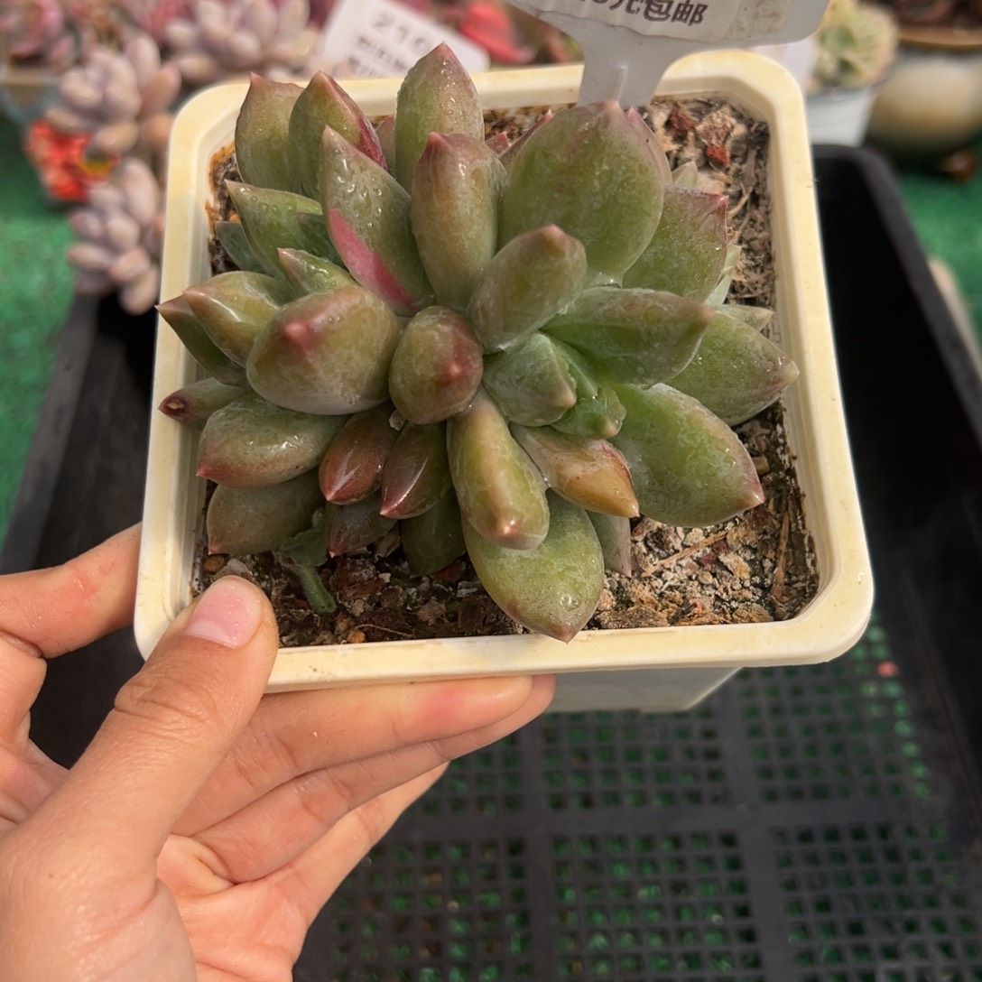 表妹精品多肉植物165.