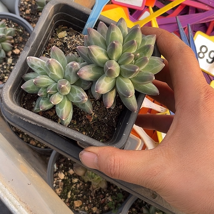 多肉植物伊卡鲁斯