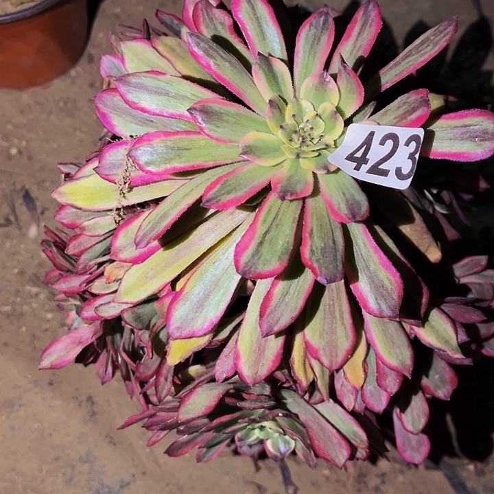 423糖果粉黛多肉植物处理不售后