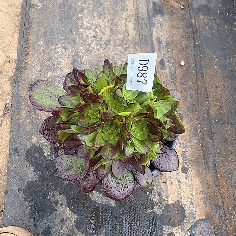 987黑魔多肉小绣球