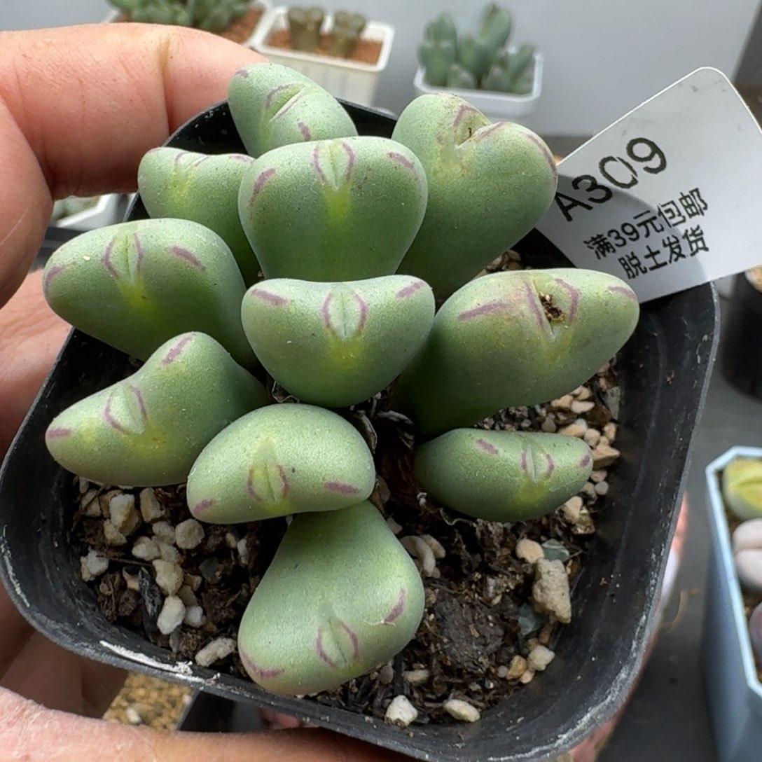 309多肉哈哈哈哈哈哈哈