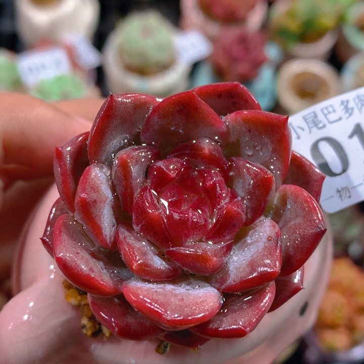 AZ小尾巴5CM迷你拇指盆栽013