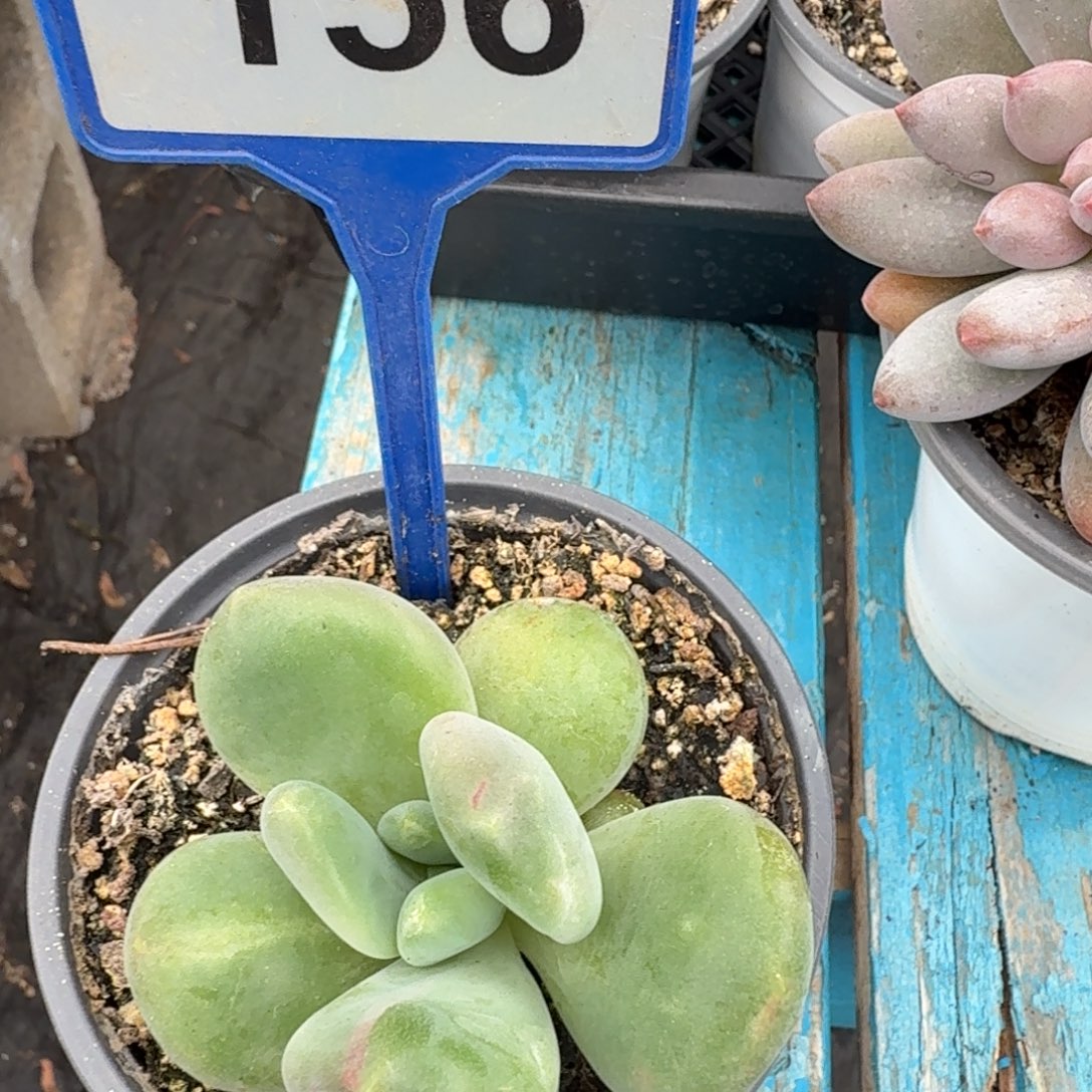 多肉植物漂亮X系156